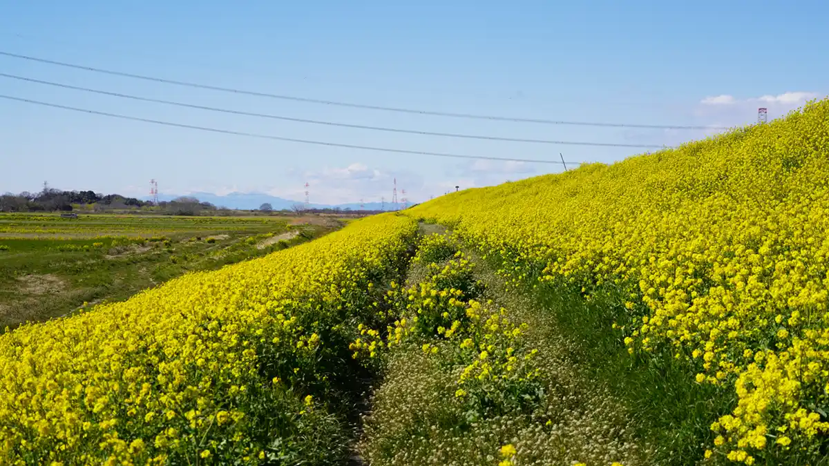 利根川堤防の下流方向の菜の花畑の景観