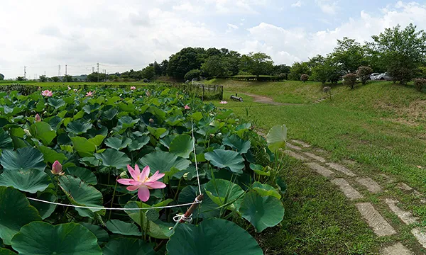 茨城県のハスの花おすすめ季節観光名所の守谷城址公園VRツアー