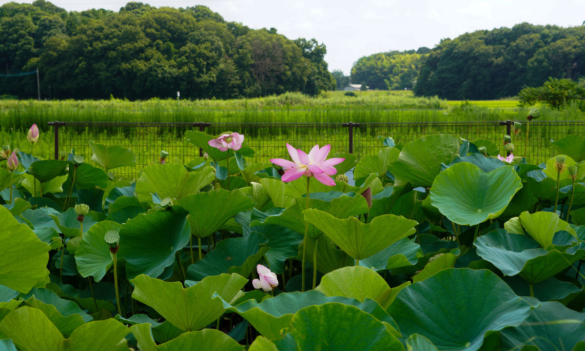 守谷城址公園の古代ハス・蓮池のVRツアー