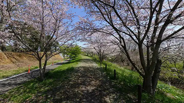 守谷市の城址公園・桜VRツアー