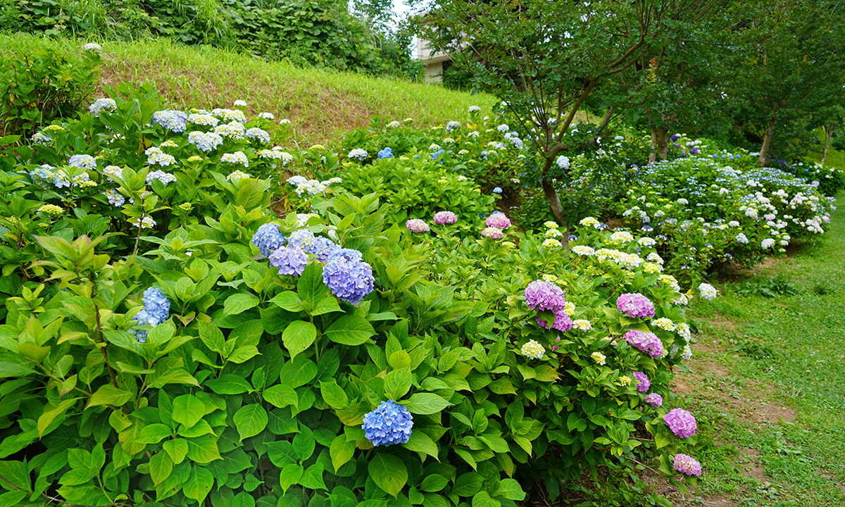 守谷市の四季の里公園のあじさいの開花状況