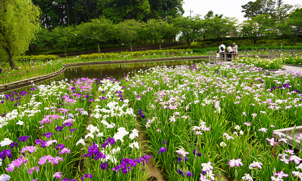 四季の里公園のあやめ・花菖蒲の写真