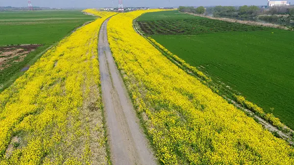 茨城県守谷市の菜の花畑おすすめ観光スポットの利根川と鬼怒川合流地点付近