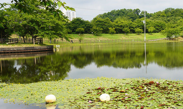 守谷城址公園の守谷沼のアサザ