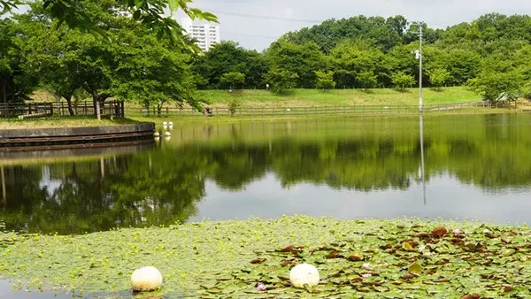 守谷城址公園の守谷沼のアサザ