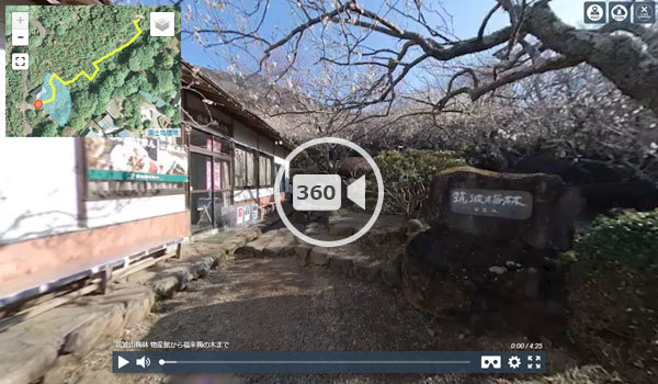 つくば市の筑波山梅林の福来梅の木への360度動画