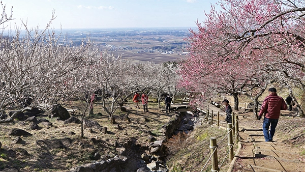筑波山梅林のかねおれ橋付近の景観と筑波山の観光名所案内ページの筑波山梅林へのリンク