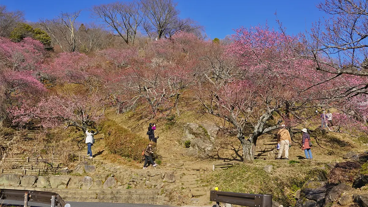 2026年1月17日付：筑波山梅林の梅の開花状況：紅梅見頃・白梅咲始め