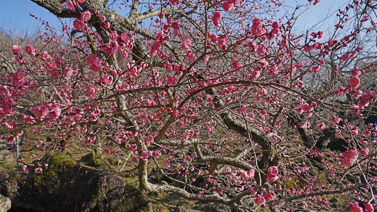 2026年1月17日付：筑波山梅林の梅の開花状況：紅梅見頃・白梅咲始め