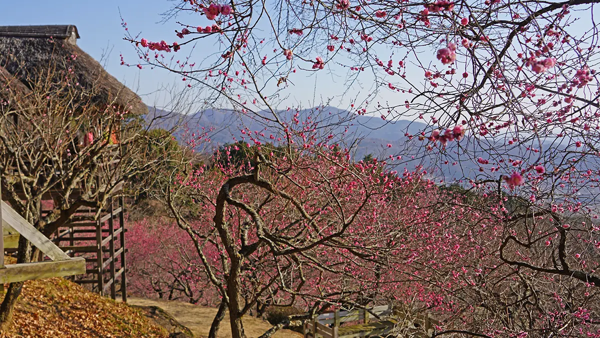 2026年1月17日付：筑波山梅林の梅の開花状況：紅梅見頃・白梅咲始め