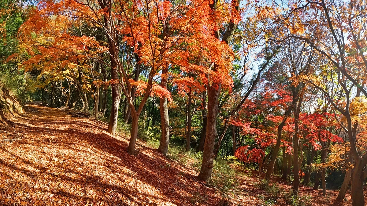 四季の道と紅葉の写真とVRツアーリンク