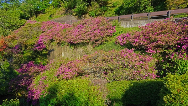 筑波山梅林の林道下斜面のつつじ景観