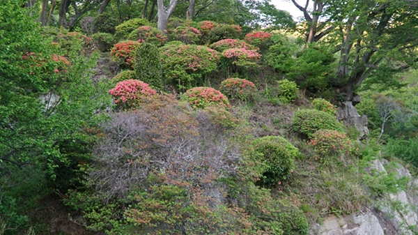 林道上の丘の斜面のつつじ景観写真