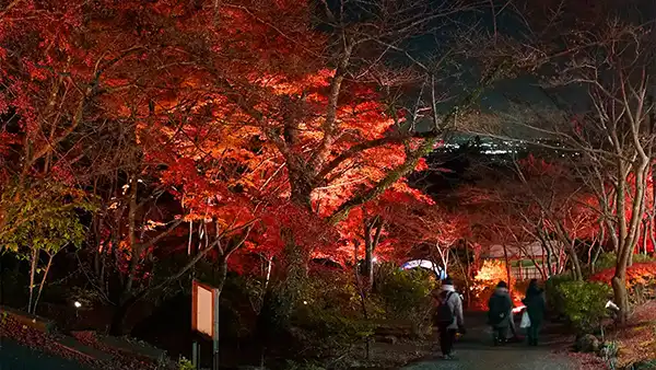 筑波山ケーブルカーの宮脇駅付近のもみじのライトアップ写真