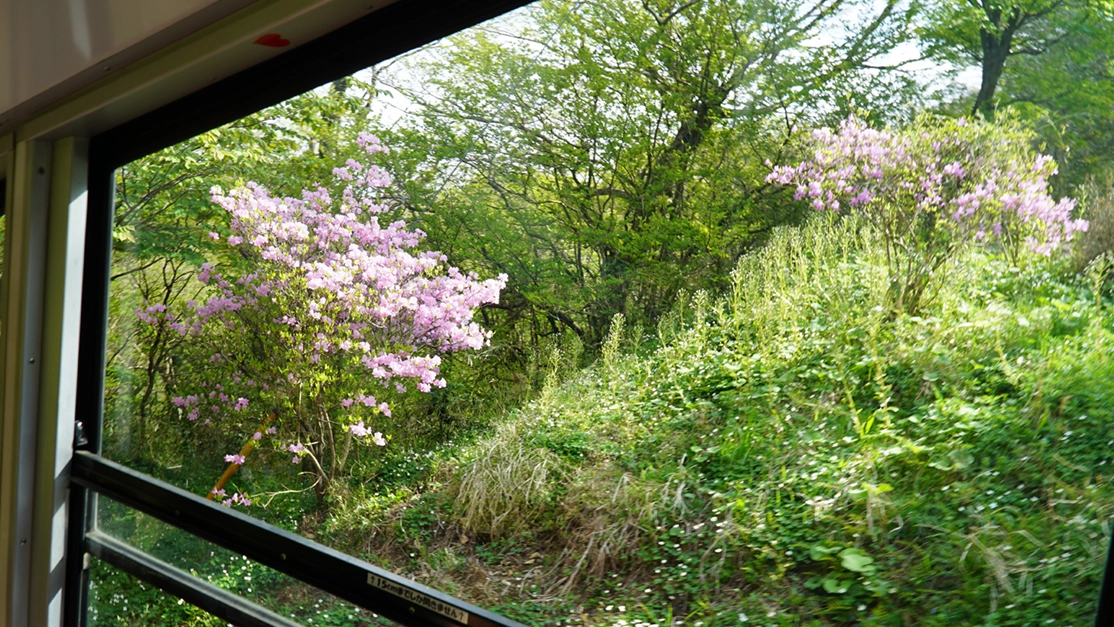 ケーブルカー途中のつつじ開花景観写真
