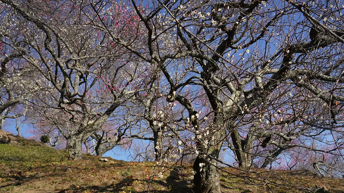 2026年1月17日付：筑波山梅林の梅の開花状況：紅梅見頃・白梅咲始め