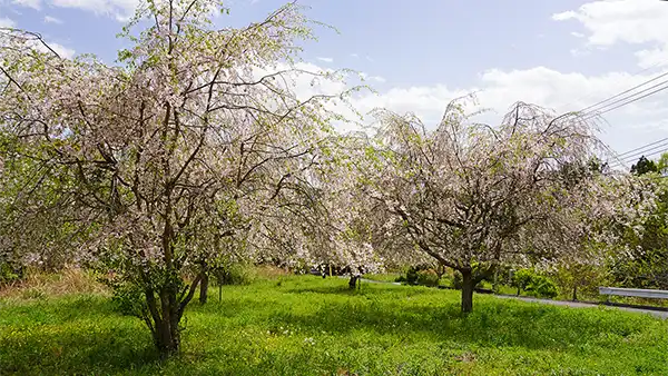 筑波山の臼井地区のしだれ桜の案内画像
