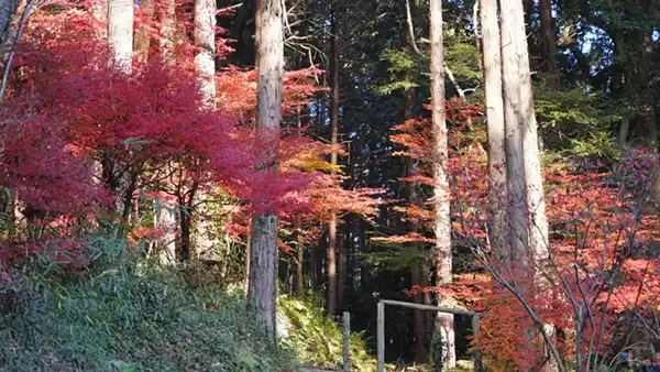 筑波山の六所皇大神宮霊跡地のモミジの紅葉の様子