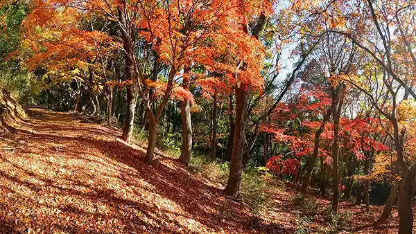 四季の道と紅葉の写真・VRツアー
