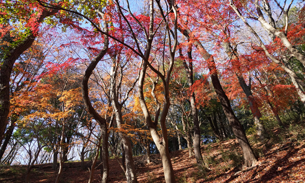筑波山四季の道のもみじの谷の紅葉