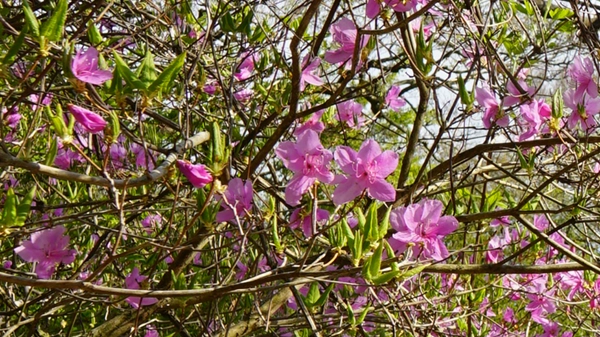 東国三葉つつじの開花の写真