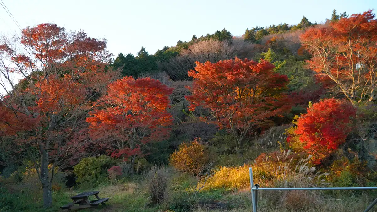 筑波山のおたつ石コース登山口付近の紅葉の景観