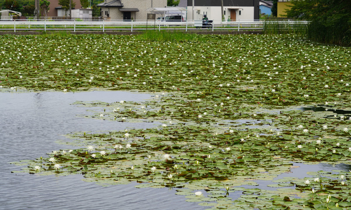 那珂市の文洞溜のスイレンの花・池のVRツアー