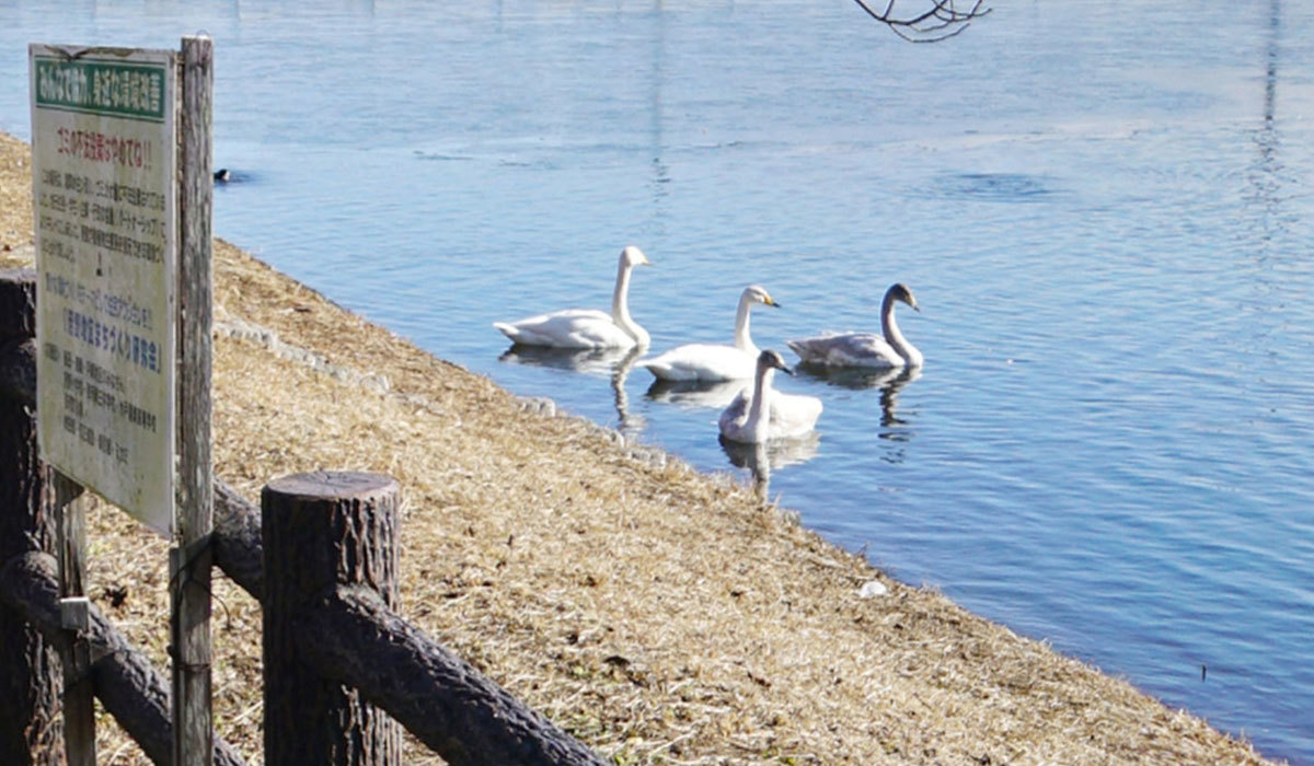 茨城県那珂市の白鳥飛来地おすすめスポットの文洞溜池