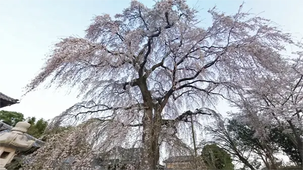 茨城県那珂市の阿弥陀寺のしだれ桜・一本桜の開花写真