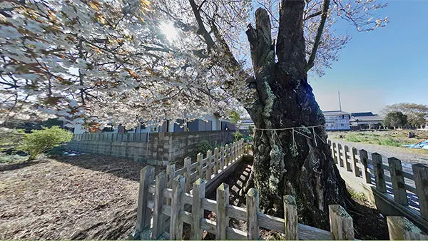 那珂市の額田神社のヤマザクラ開花写真