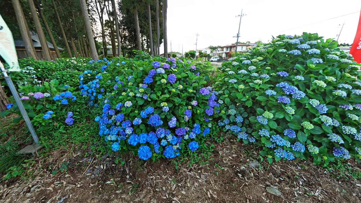 清水洞の上公園の入口付近の紫陽花の景観とVRツアーリンク