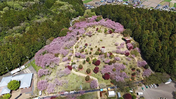 那珂市の静峰ふるさと公園の八重桜・桜祭りの景観