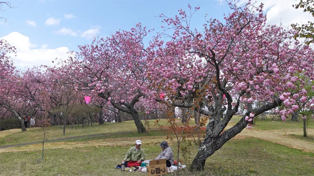 那珂市の静峰ふるさと公園ぼたん桜広場の八重桜景観