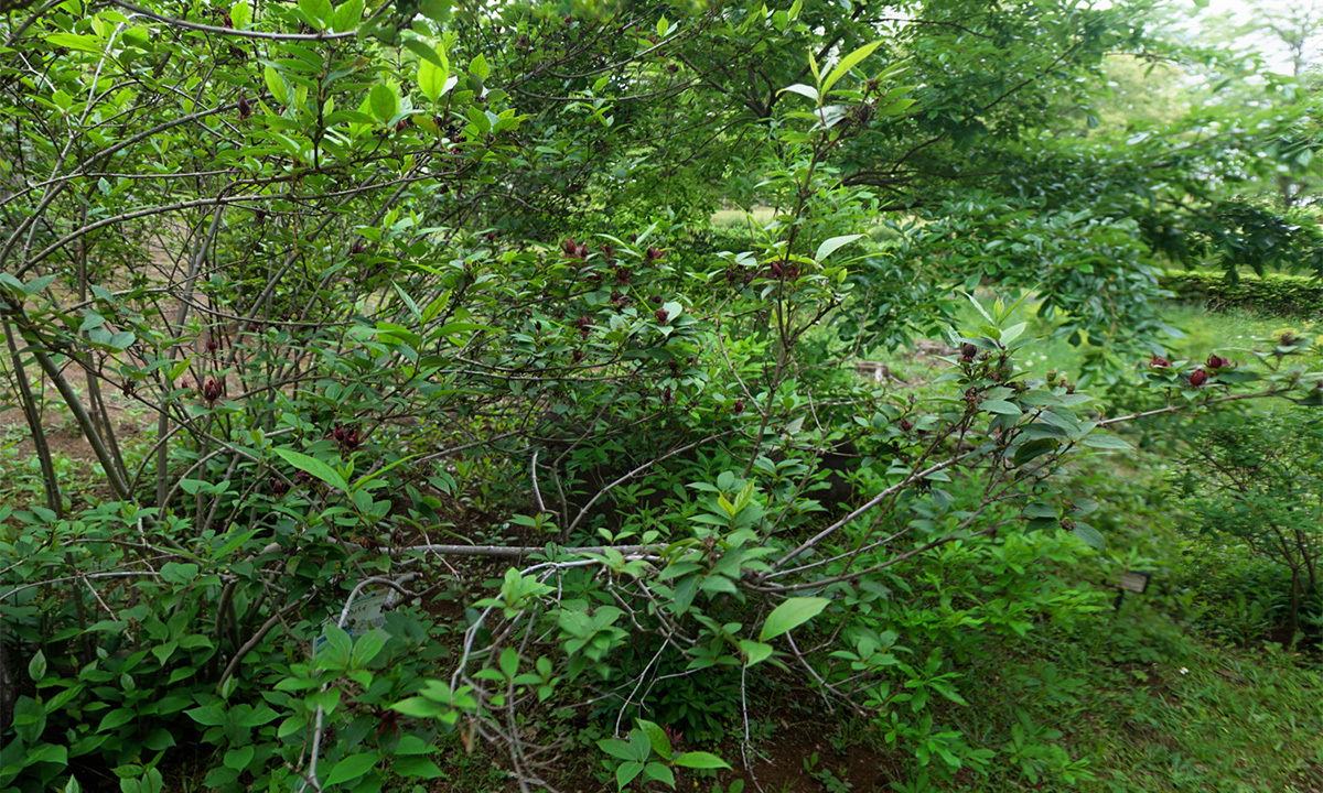 那珂市の茨城県植物園の岩石園の黒蝋梅