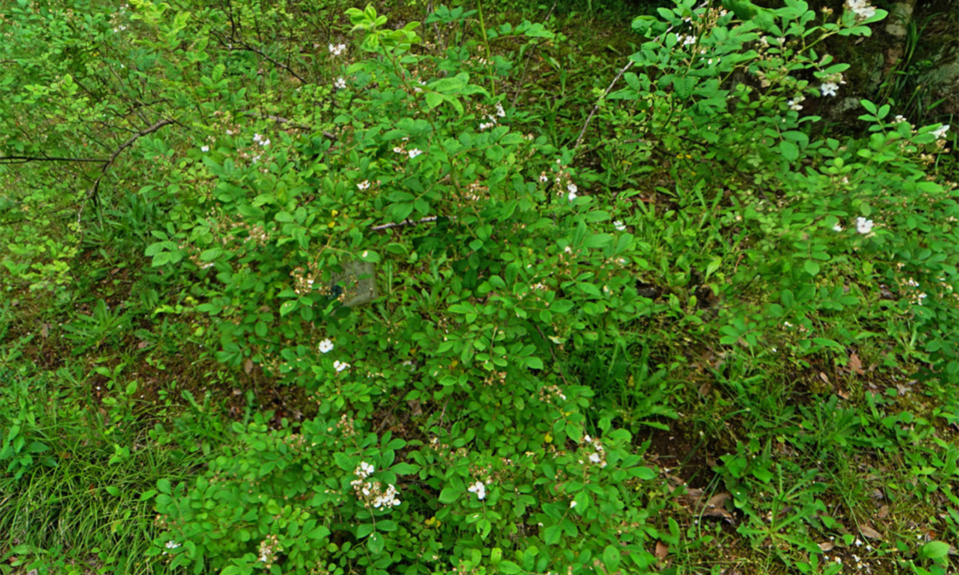 茨城県那珂市の茨城県植物園の岩石園のノイバラの様子