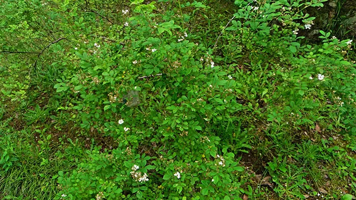 茨城県那珂市の茨城県植物園の岩石園のノイバラの様子