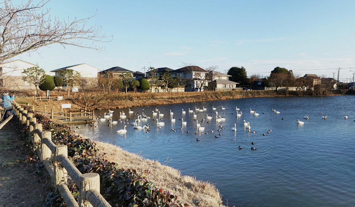 那珂市白鳥飛来地の文洞溜池