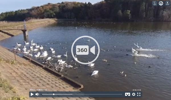 茨城県那珂市の白鳥の飛来地・古徳沼のVR動画