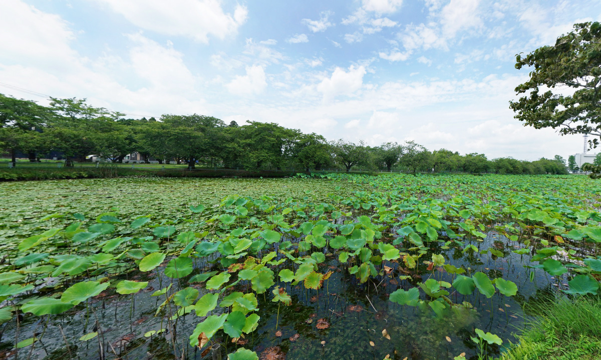 宮ノ内池のハスの花・蓮池のVRツアー