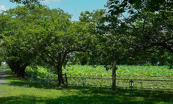 茨城県のハスの花・蓮池おすすめ季節スポットの宮ノ内いのVRツアー