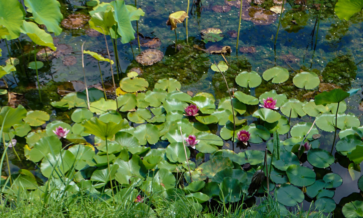 宮の池公園・宮ノ内池のスイレンの花・池のVRツアー