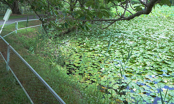 那珂市のスイレンの花季節名所の宮の池公園・宮ノ内池