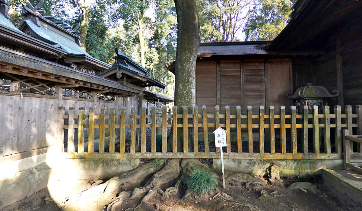 那珂市おすすめ観光スポットの額田神社のサカキ