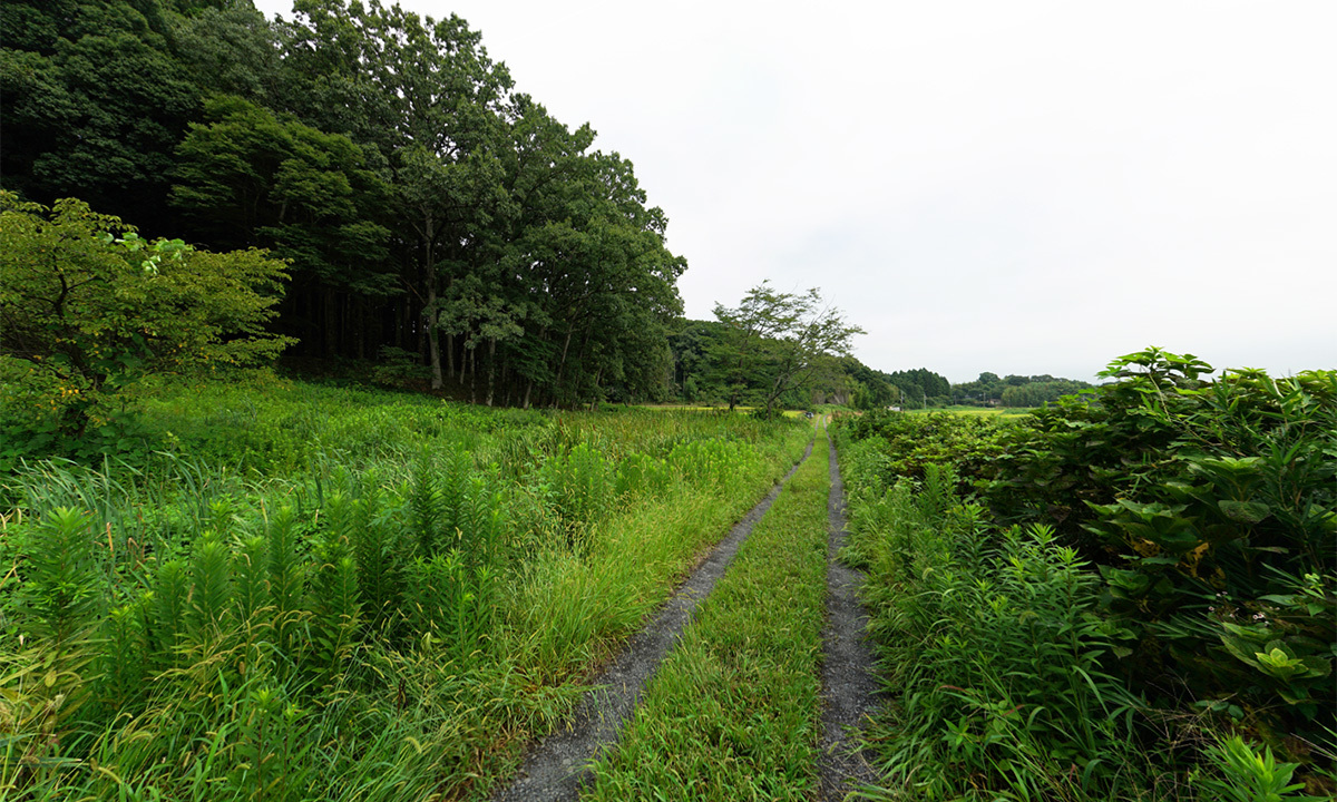 額田城跡の観光案内