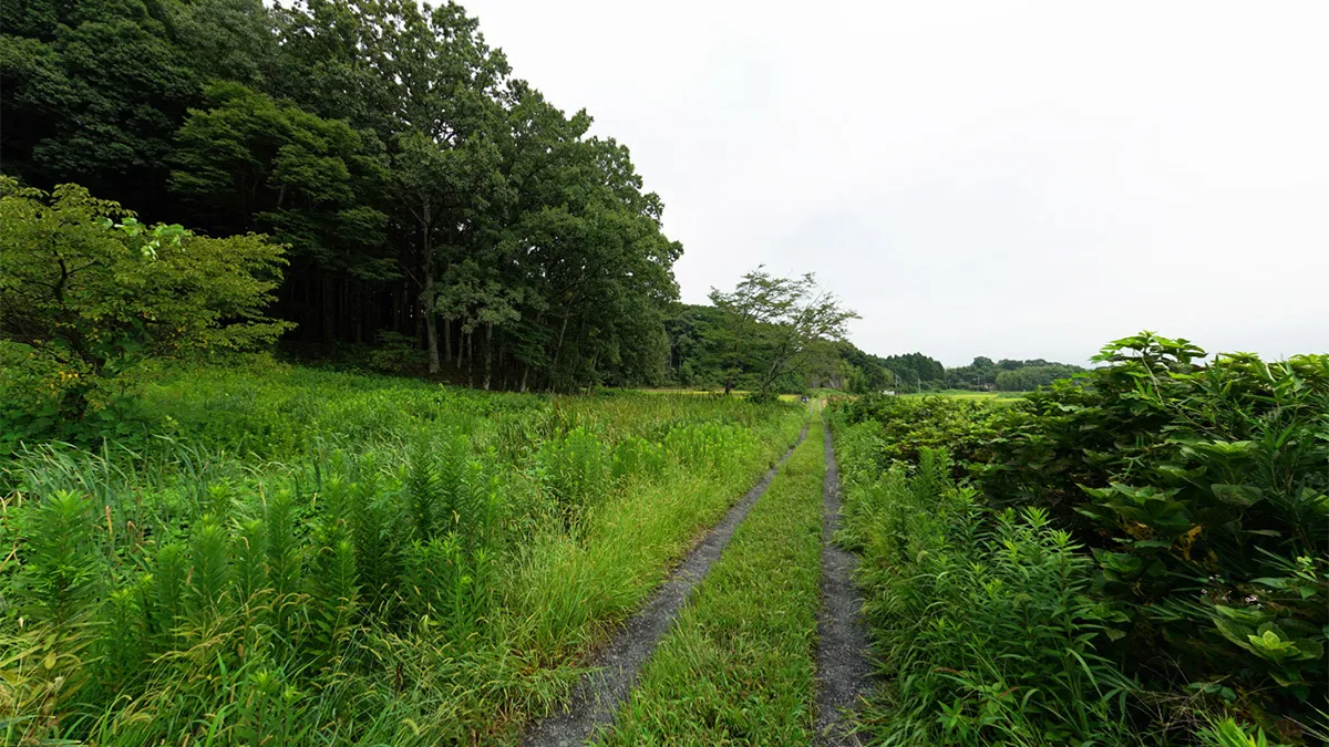 額田城跡の観光案内