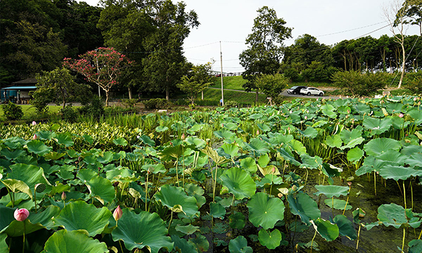 那珂市のハスの花・蓮池季節観光名所の清水洞の上公園・ハス田VRツアー