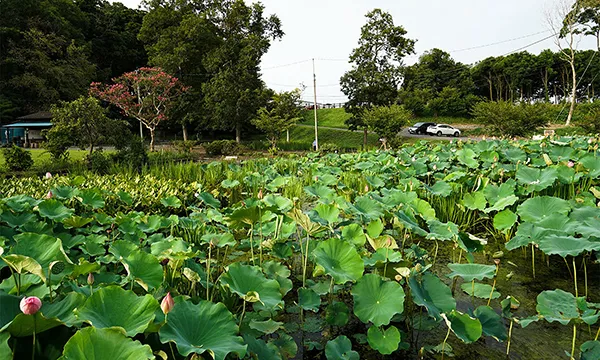 茨城県のハスの花・蓮池おすすめ季節観光名所の清水洞の上公園・ハス田VRツアー