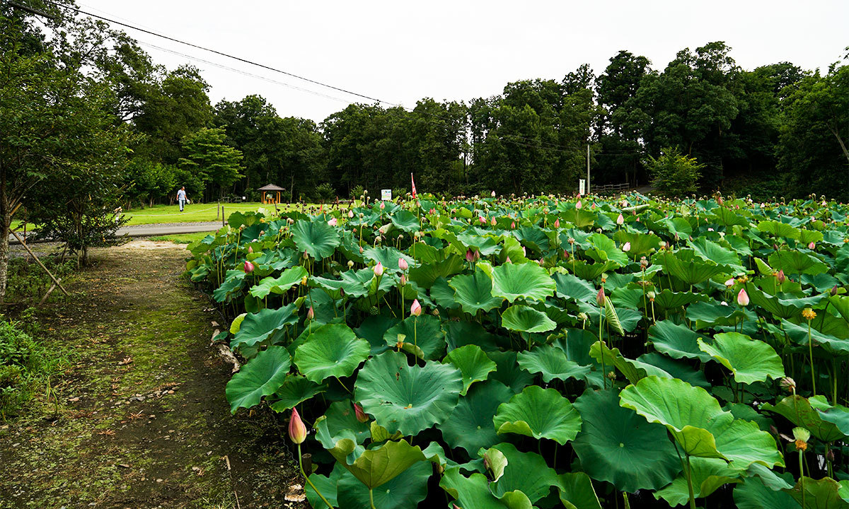 清水洞の上公園・ハス田のハスの花・蓮池のVRツアー