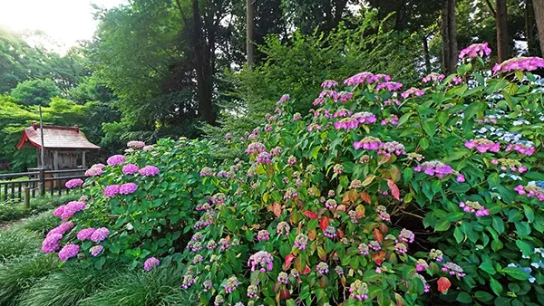 茨城県那珂市のあじさい観光スポットの清水洞の上公園