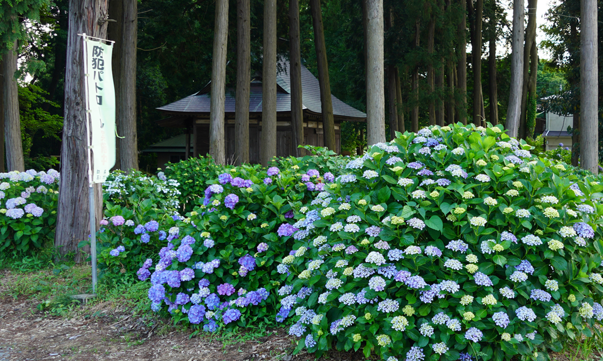 茨城県那珂市の清水洞の上公園のあじさい